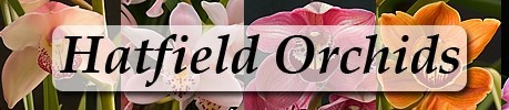 Hatfield Orchids