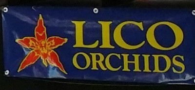 Lico Orchids
