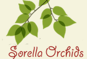 Sorella Orchids