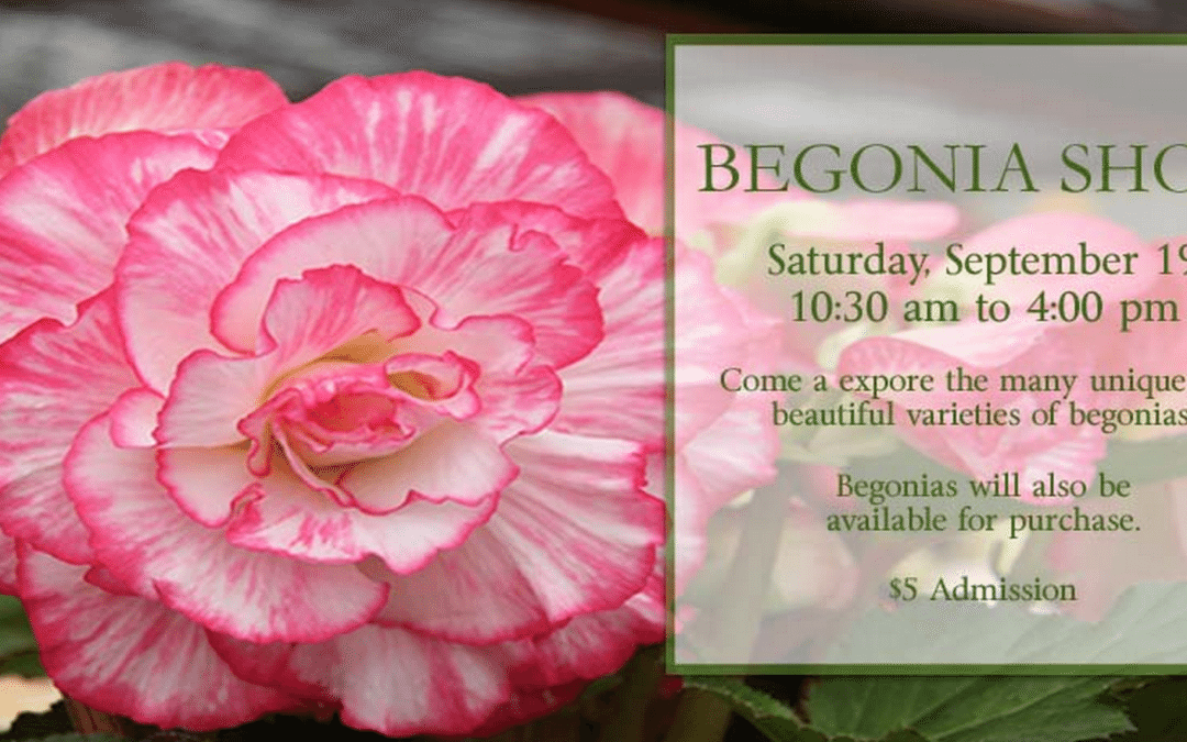 Sherman Gardens Begonia Show