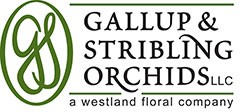 Gallup Stribling Orchids