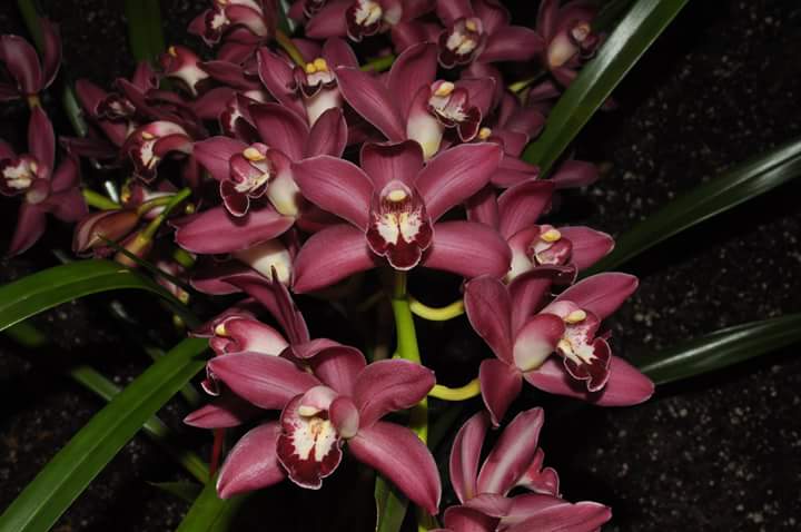 Hatfield Orchids Sale