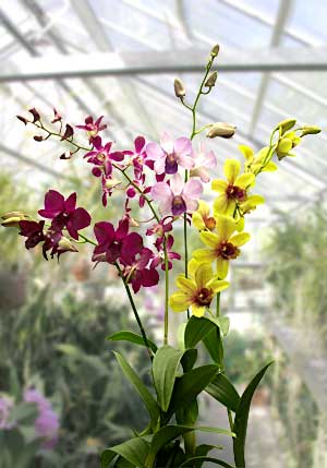 American Orchid Society: Greenhouse Chat with Ron McHatton