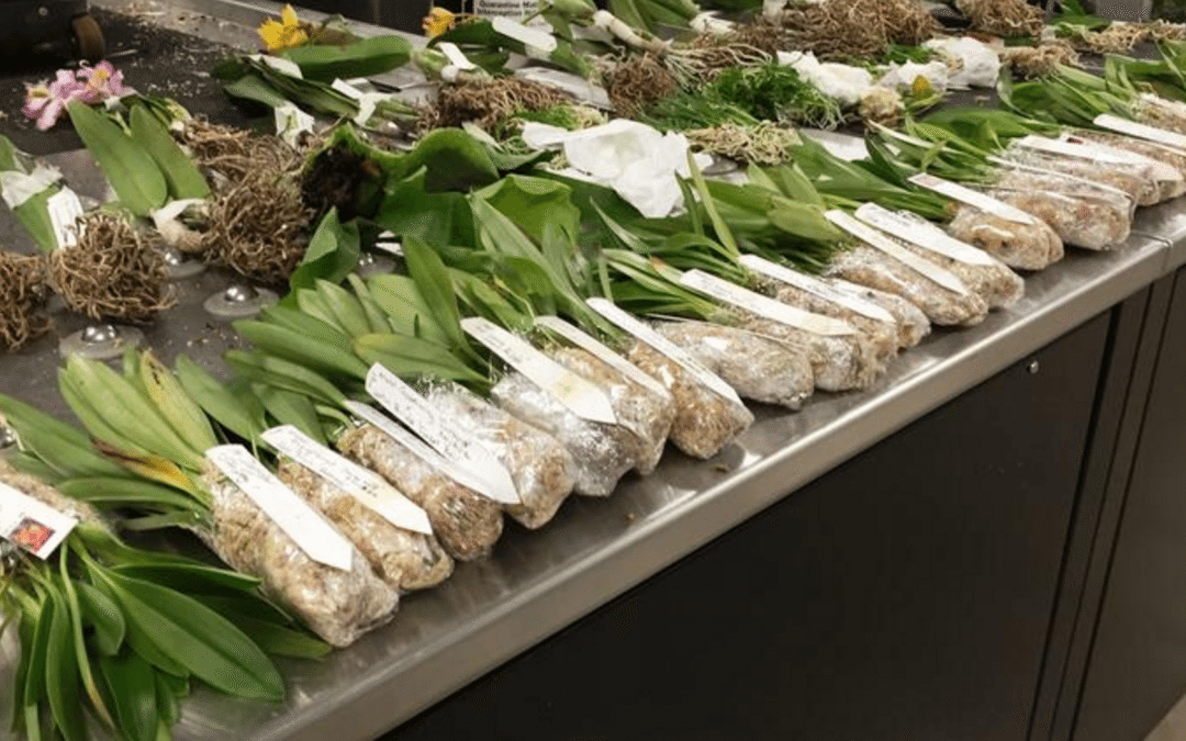 Man smuggling protected orchids in Lego box