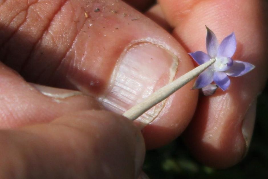 Extremely rare and almost extinct native orchids nursed back to health near Adelaide, South Australia