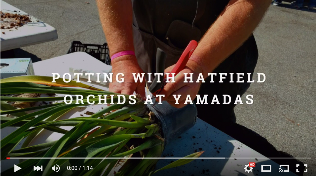 Potting Fun With Hatfield Orchids at Yamadas